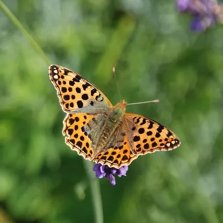 Apartment Mobile Im Mit Seezugang *