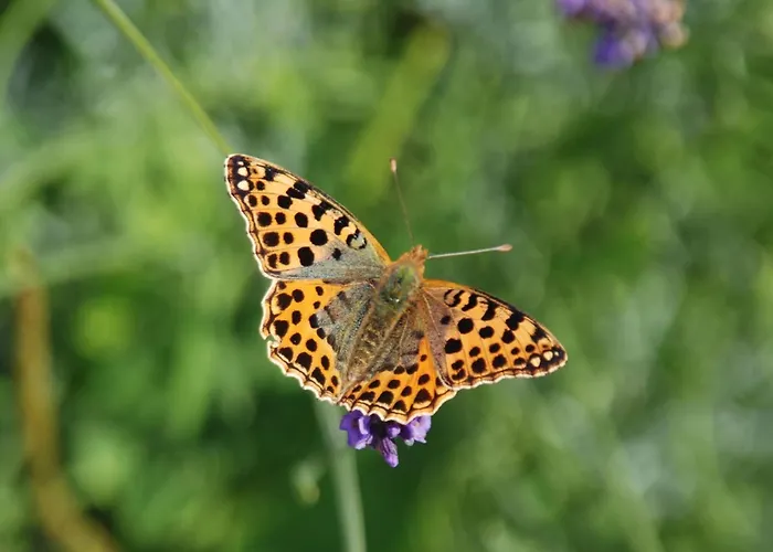 Lägenhet Mobile Im Mit Seezugang *